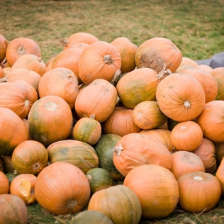 A pile of pumpkins in a field